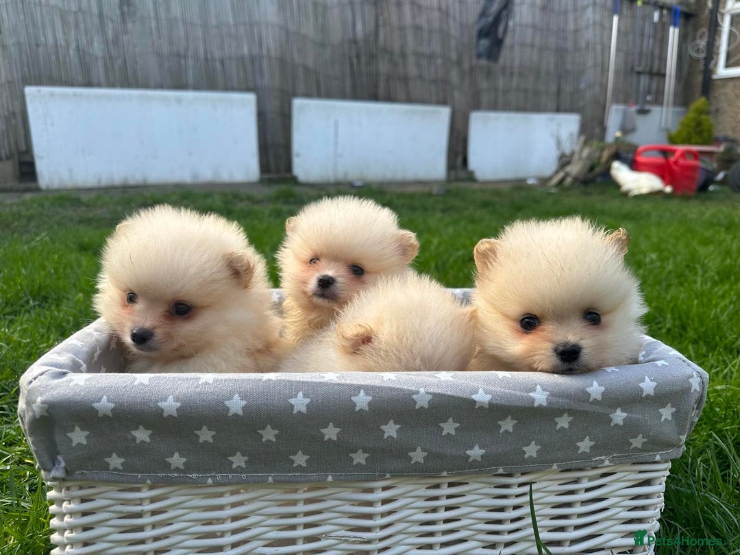 Pomeranian dogs for sale: Adorable Pomeranian Puppies for Sale!  - Image 15
