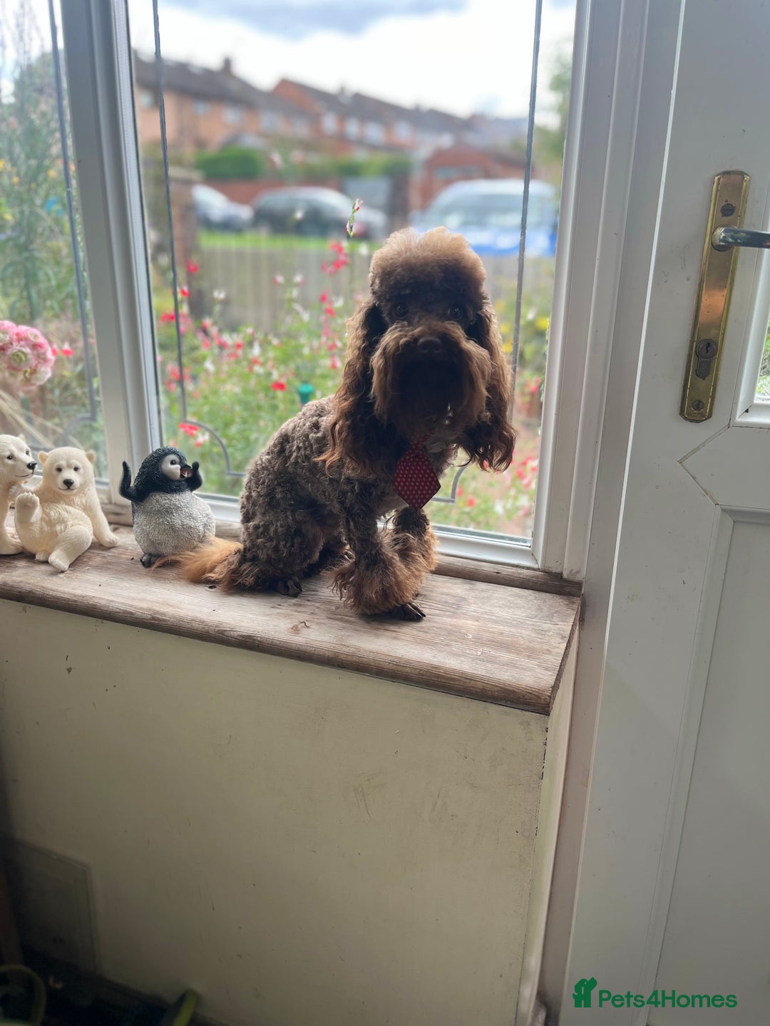 Toy Poodle dogs for stud: K.C Chocolate ToyPoodle at Stud in Coventry - Advert 7