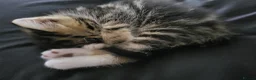 Norwegian Forest Cat cats for sale: Norweigen forest one male left  - Advert 5