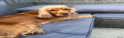 Cocker Spaniel dogs for sale: Beautiful Show cocker spaniel puppies  - Advert 13