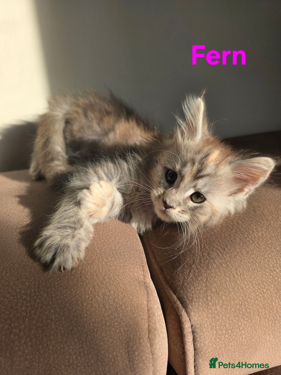 Maine Coon cats for sale: Rare Pure Breed Mainecoon Kitten - Advert 16