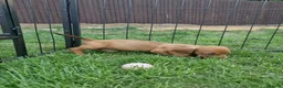 Mixed Breed dogs for sale: READY NOWPatterjack x daxie 2boys 2Girl available  - Advert 7