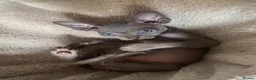 Sphynx cats for sale: Beautiful coloured kittens Spinx   - Advert 16