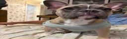 French Bulldog dogs for sale: French bulldog  - Advert 8
