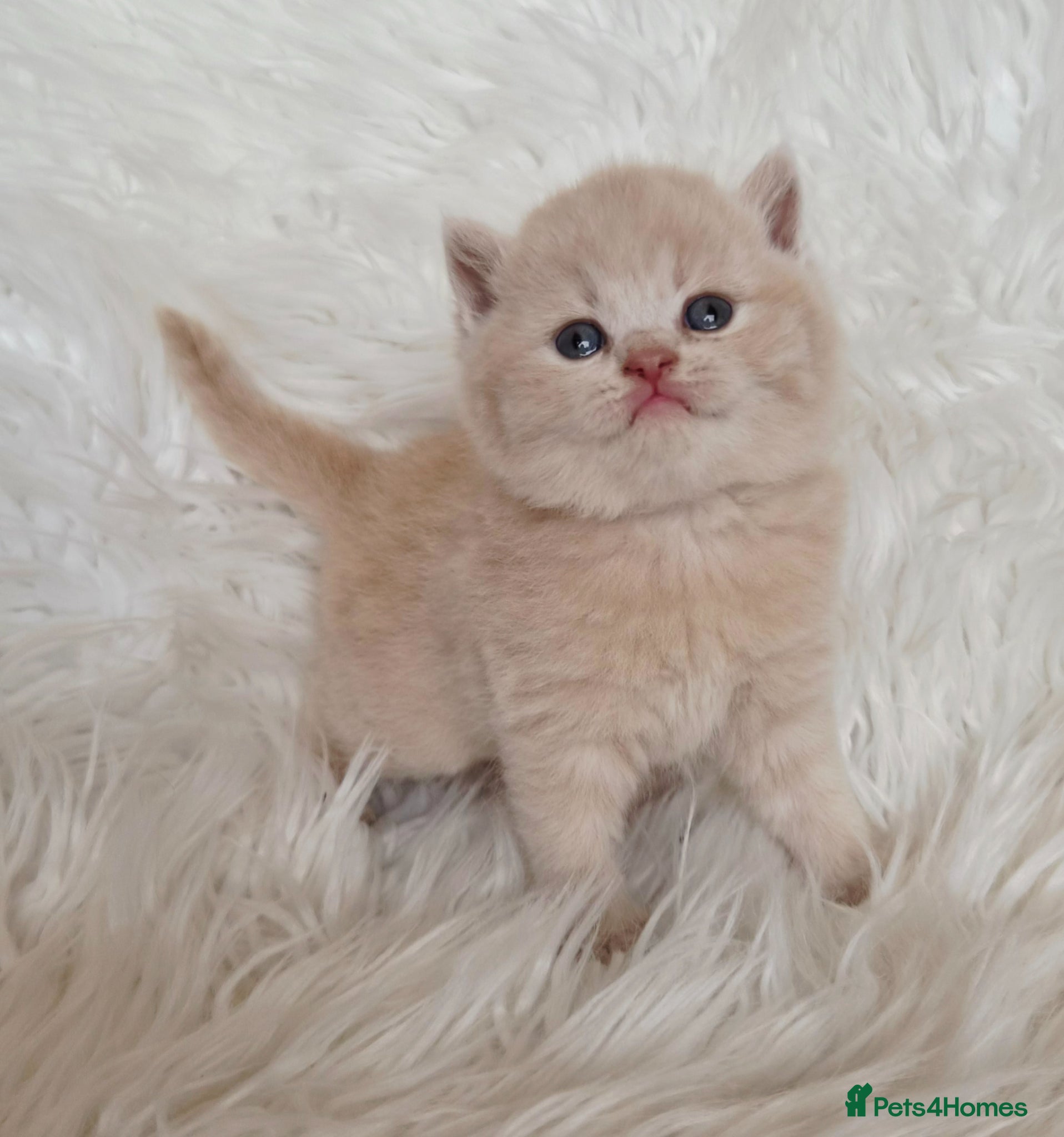 British Shorthair cats Gorgeous British shorthair kittens and 1 longhair  - Advert 15