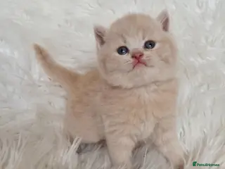 British Shorthair cats Gorgeous British shorthair kittens and 1 longhair - Advert 15