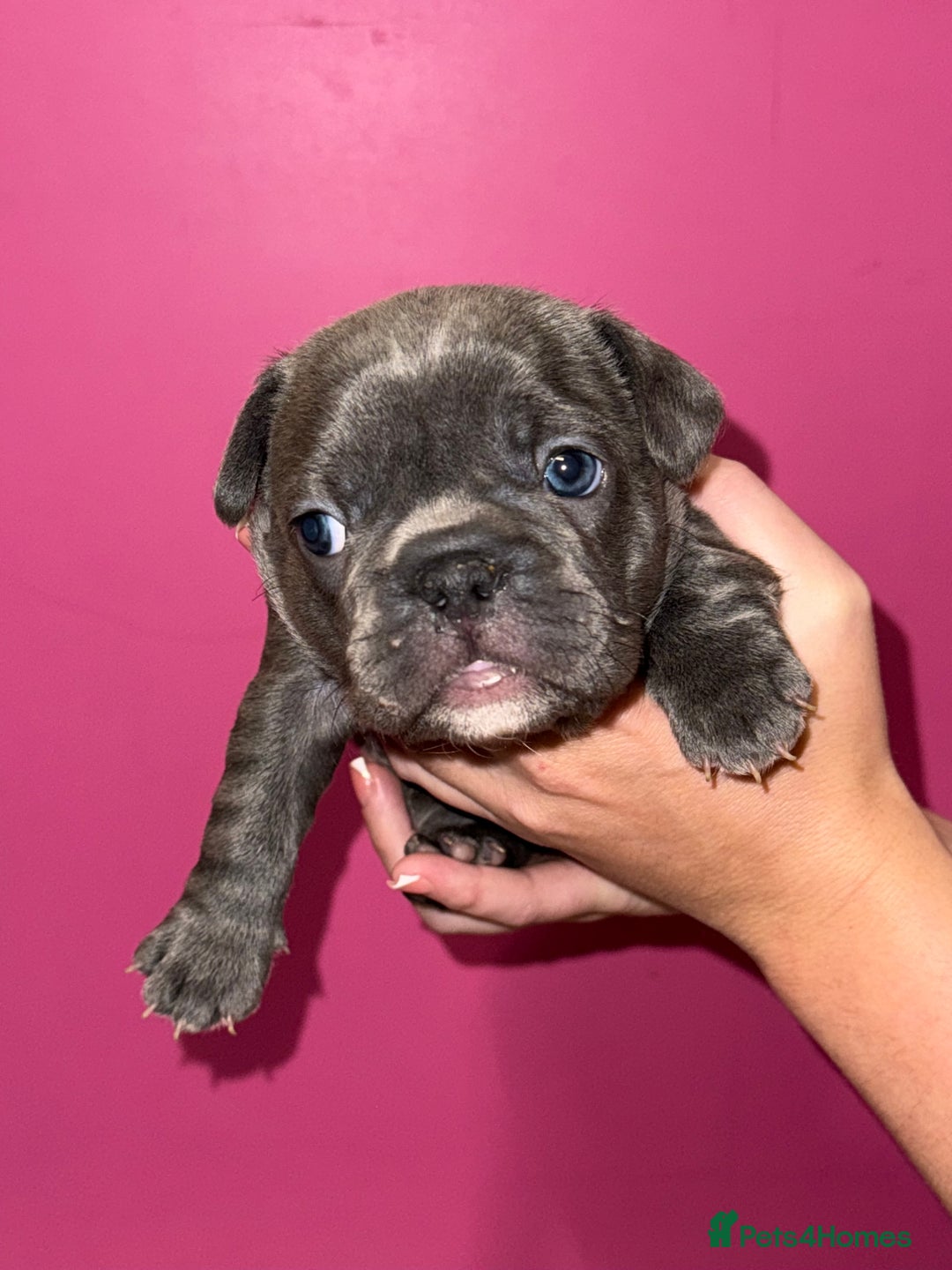 French Bulldog dogs for sale: 5 female French Bulldog –9 weeks old💙 🐾 - Advert 29