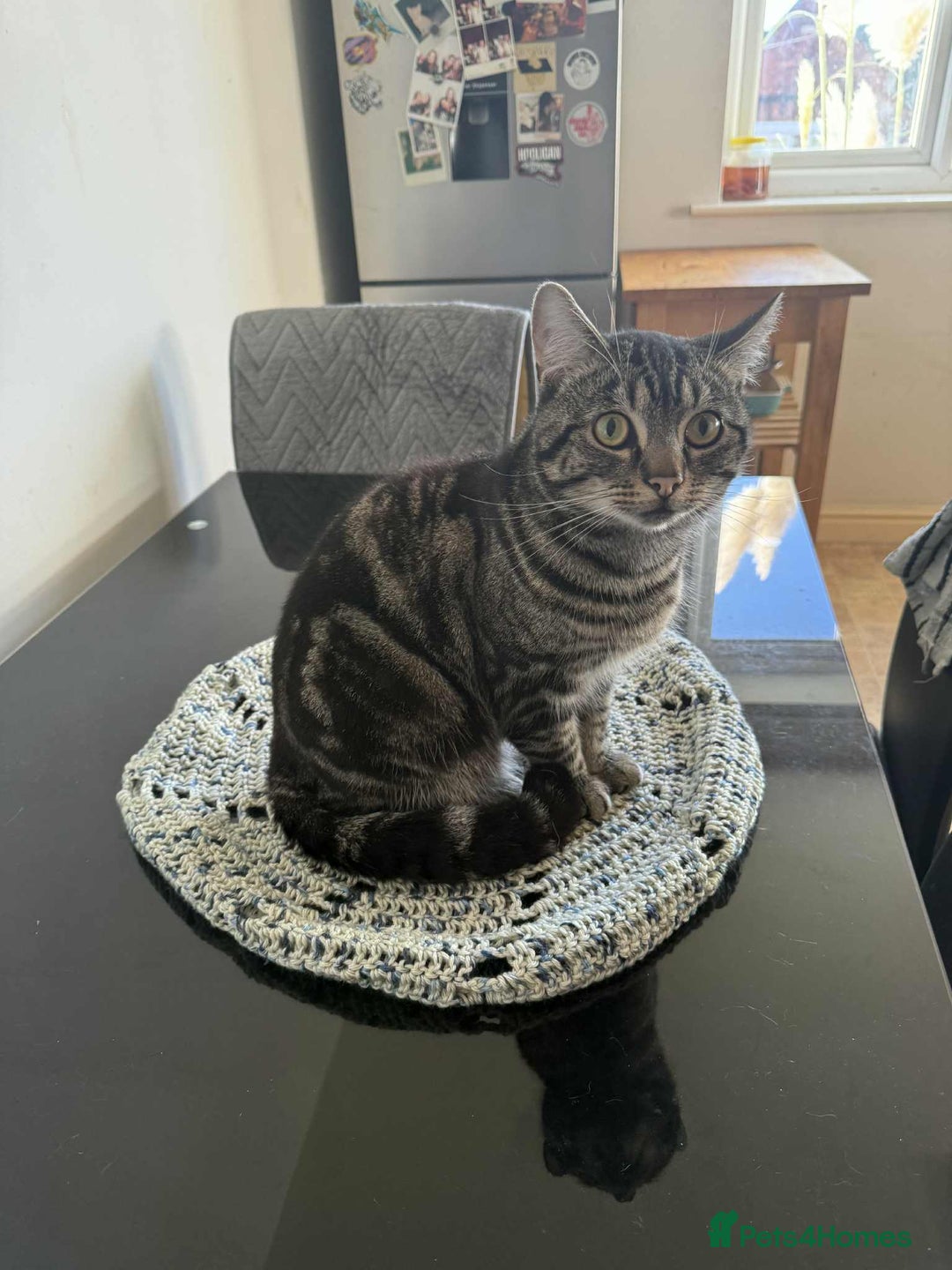 Mixed Breed cats for sale: Makes cats aged 4 and 2 - Advert 2