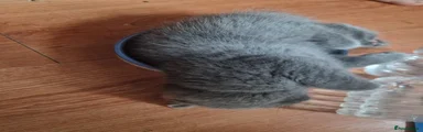 British Shorthair Kitten blue