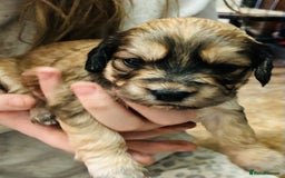 Mixed Breed dogs for sale: Adorable Cockerchons Fluffy, Low-Shed Wonders! - Image 18