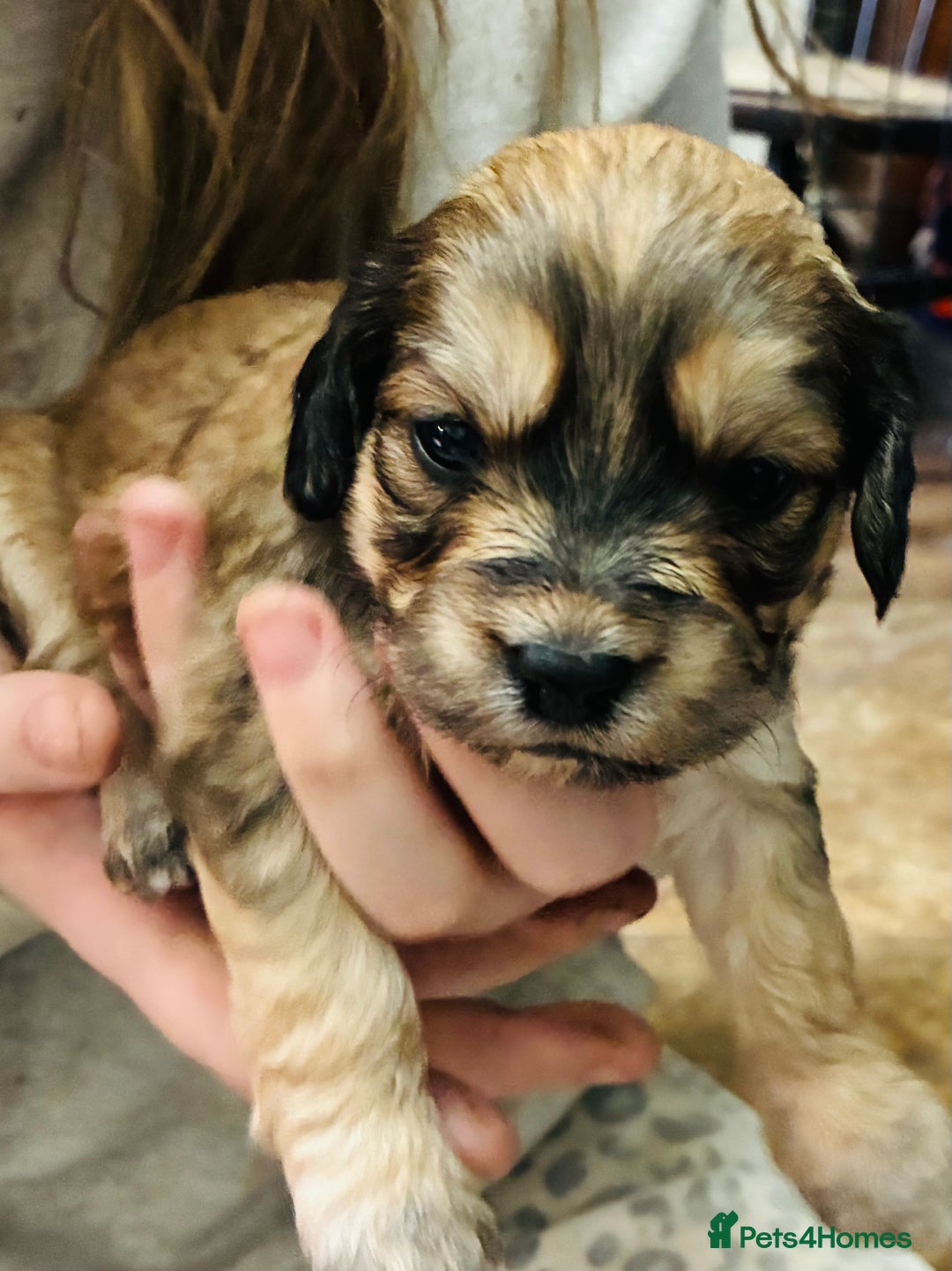 Mixed Breed dogs for sale: Adorable Cockerchons Fluffy, Low-Shed Wonders! - Image 18