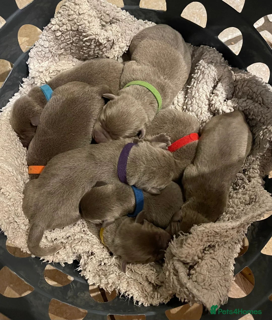 Labrador Retriever dogs for sale: Stunning pure pedigree silver labrador puppies - Advert 14