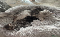 Mixed Breed cats for sale: Maine coon x ragdoll  - Image 12