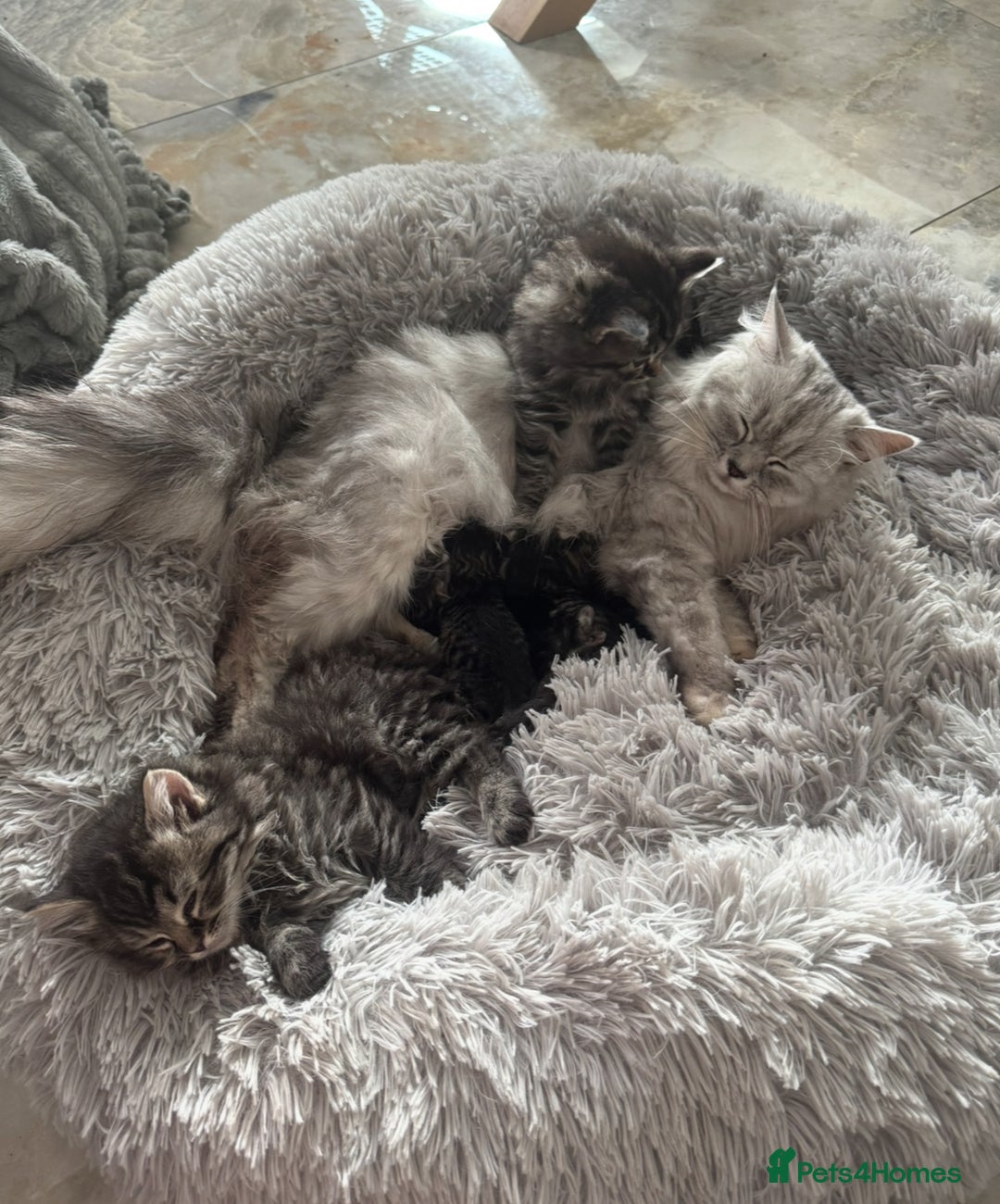 Mixed Breed cats for sale: Maine coon x ragdoll  - Image 12