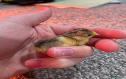 Quail poultry for sale: Button quails - Image 1