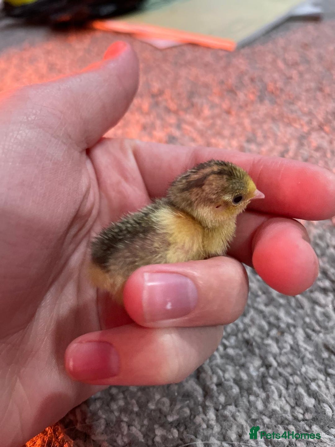 Quail poultry for sale: Button quails - Image 1