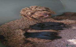 Jackapoo dogs for sale: Extra curly Jackapoos - Image 7