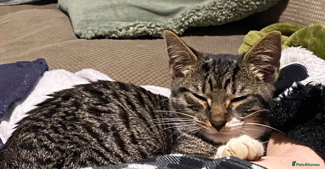 British Shorthair cats for sale: Kitten looking for forever home - Advert 1