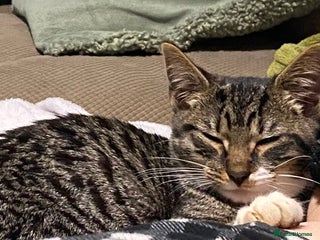 British Shorthair cats Kitten looking for forever home - Advert 1