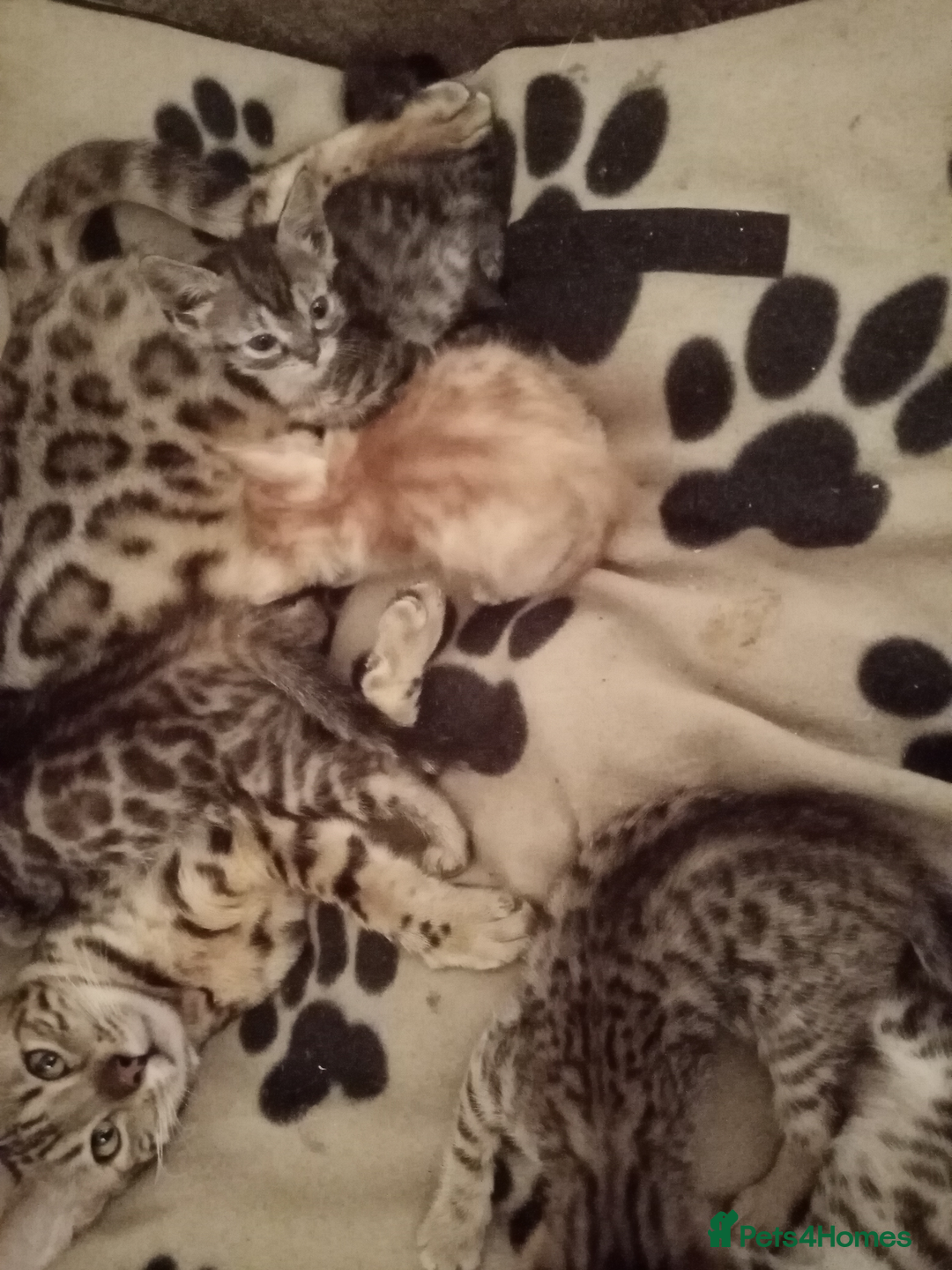 Mixed Breed cats for sale: Lovely Ginger and Rosetted Kittens - Image 5