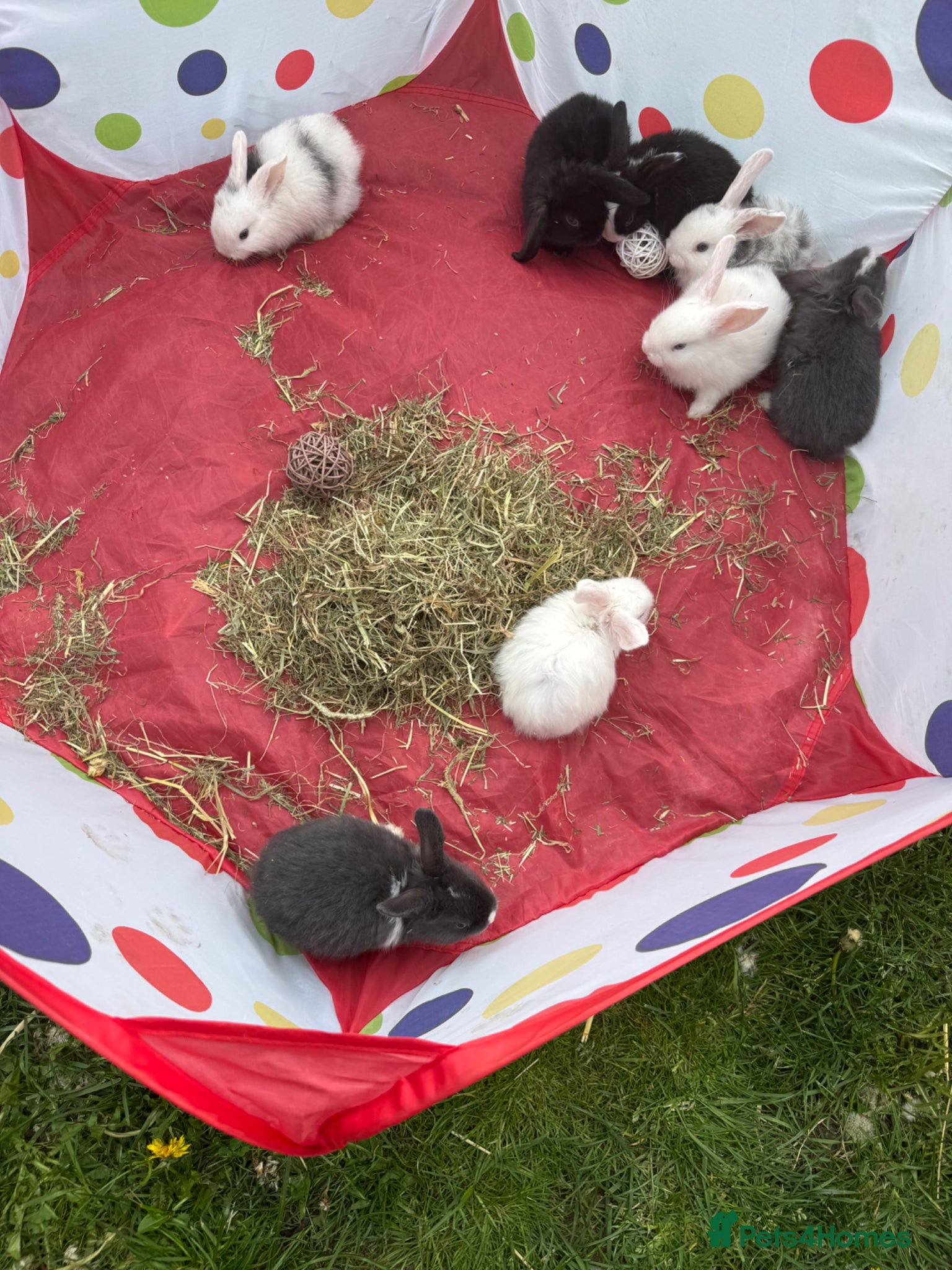 Mini Lop rabbits Mini lops  - Advert 4