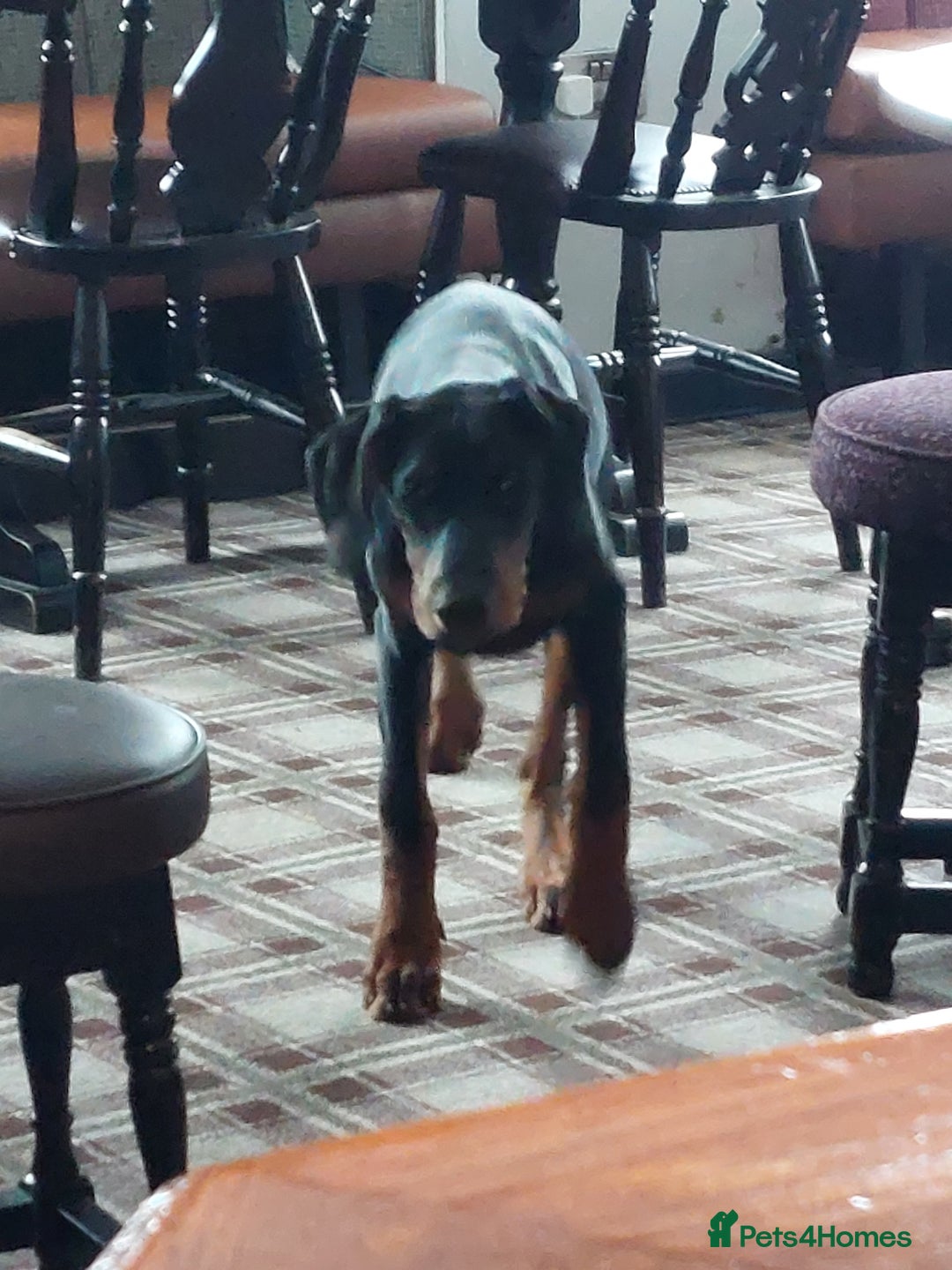 Dobermann dogs for stud: KC registered Black and Red Rust for stud - Advert 16