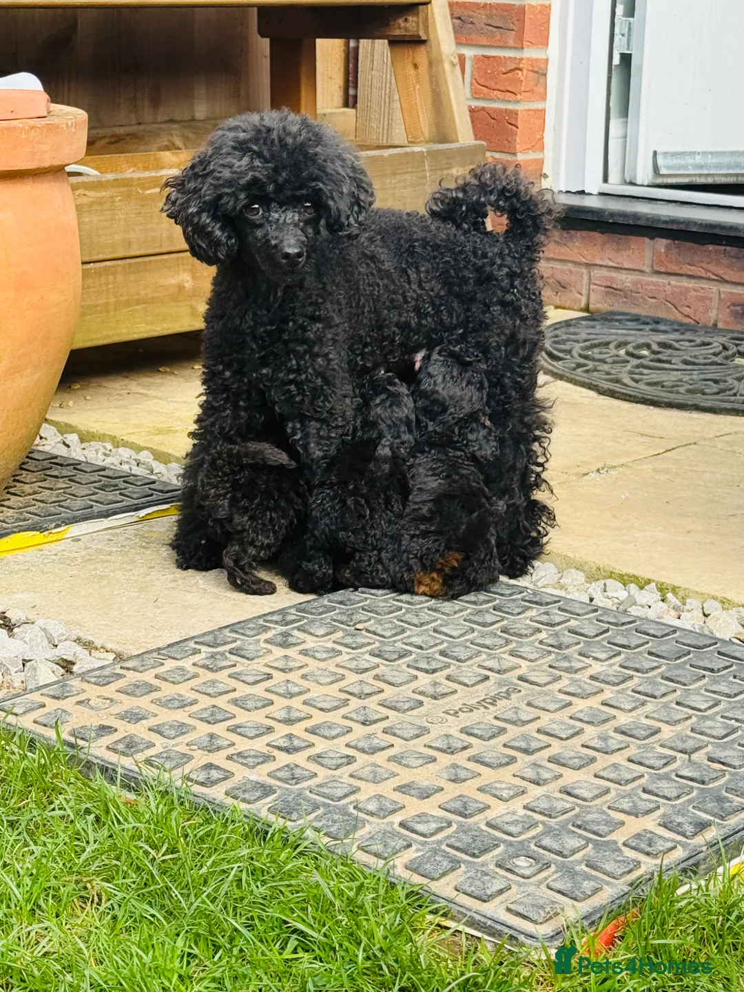 Toy Poodle dogs for sale: Toy Poodle - Advert 2