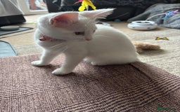 Mixed Breed cats for sale: Two Beautiful Kittens 💕 - Image 1