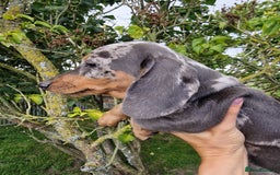 Dachshund dogs for sale: Standard Dachshund Show-quality Puppies - Image 23