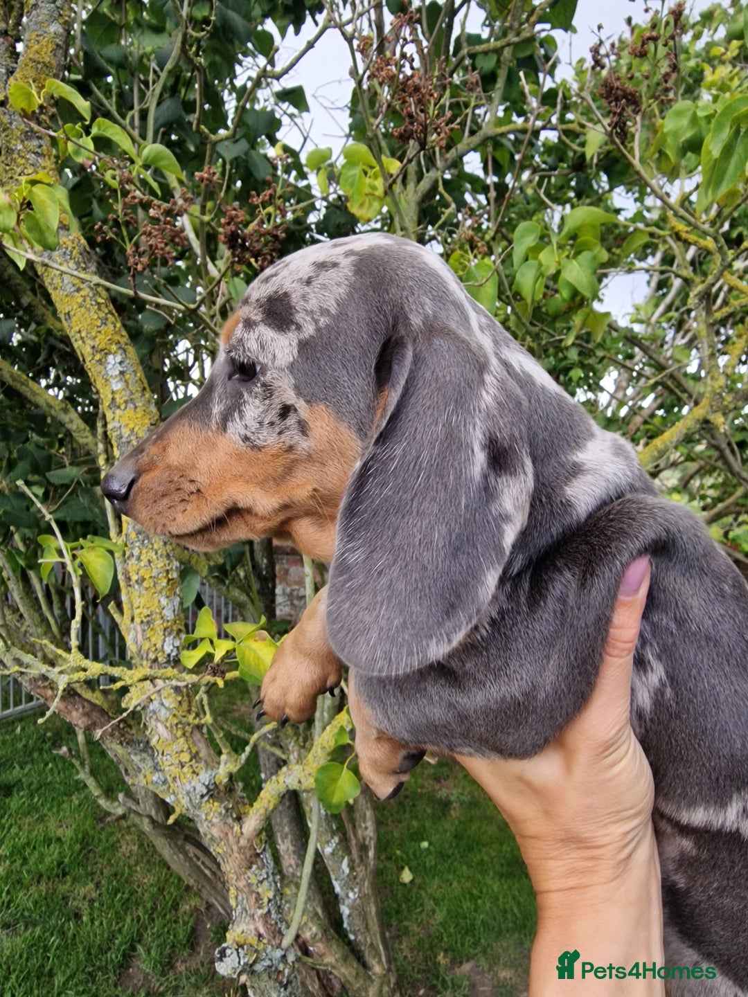 Dachshund dogs for sale: Standard Dachshund Show-quality Puppies - Image 23