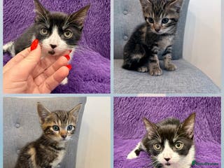 Mixed Breed cats Playful kittens 🐱 🩷 - Advert 11