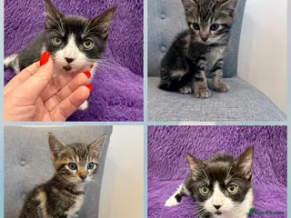 Mixed Breed cats for sale: Playful kittens đ± đ©· - Advert 1