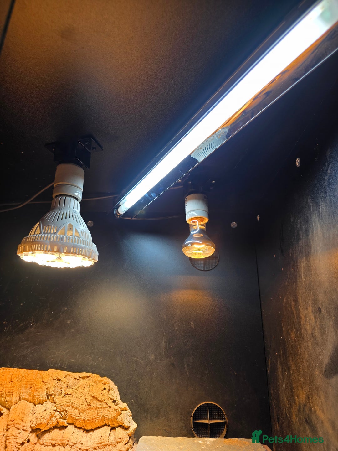 Bearded Dragon reptiles for sale: Bearded Dragon with Viv & Accessories  - Advert 3