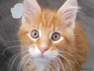 Maine Coon cats Pure breed XXL Maine Coon kittens - Advert 15
