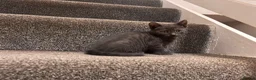 Mixed Breed cats for sale: 4 beautiful family kittens ready to leave now  - Advert 40