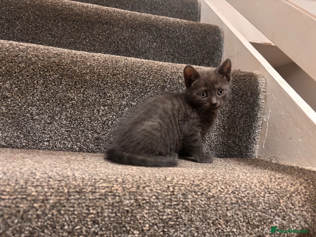 Mixed Breed cats for sale: 4 beautiful family kittens ready to leave now  - Advert 40