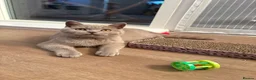 Scottish Fold cats for sale: Beautiful Lilac grey female Scottish Straight - Advert 8