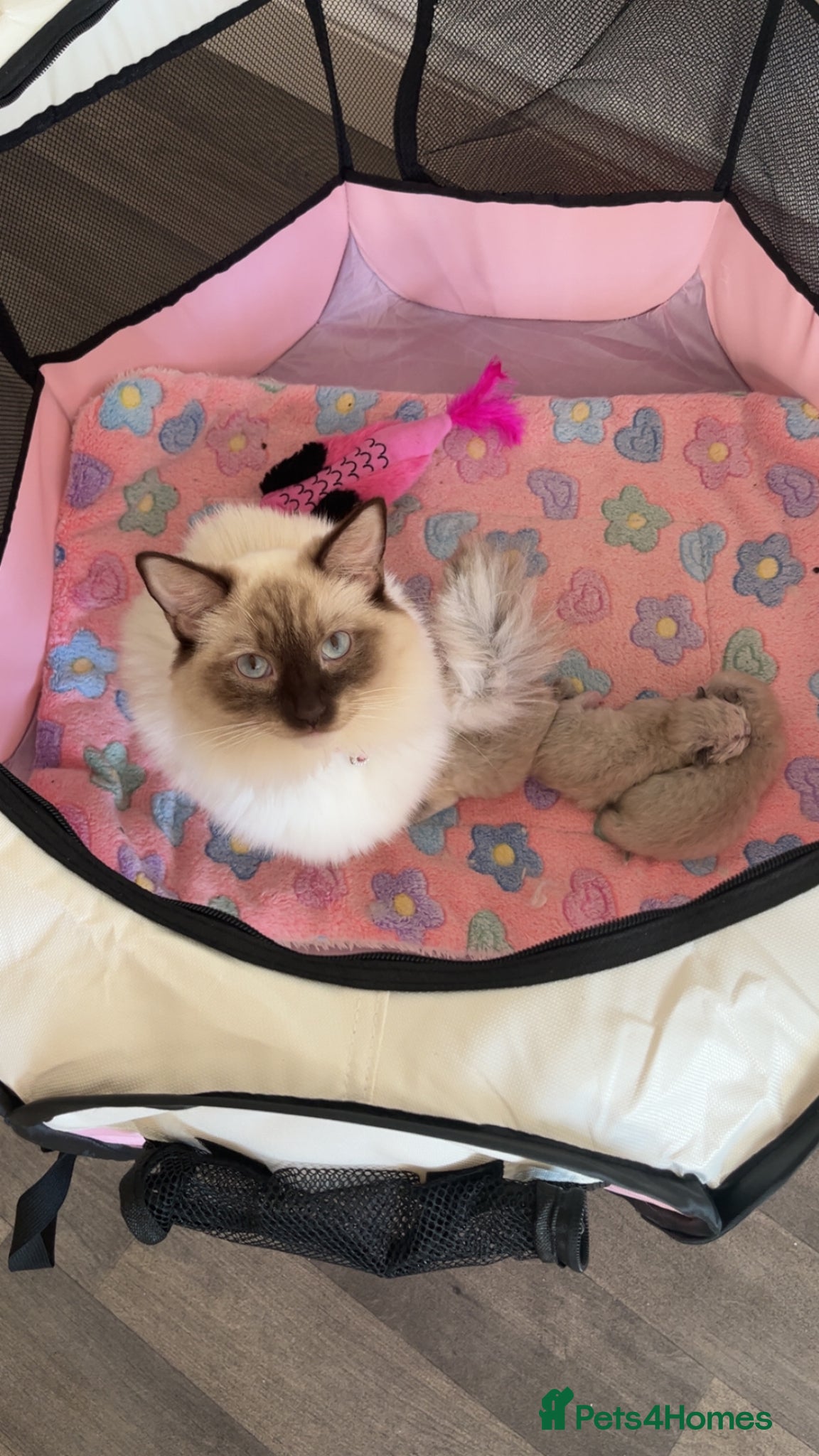 Ragdoll cats PUREBRED RAGDOLL KITTENS  - Advert 1