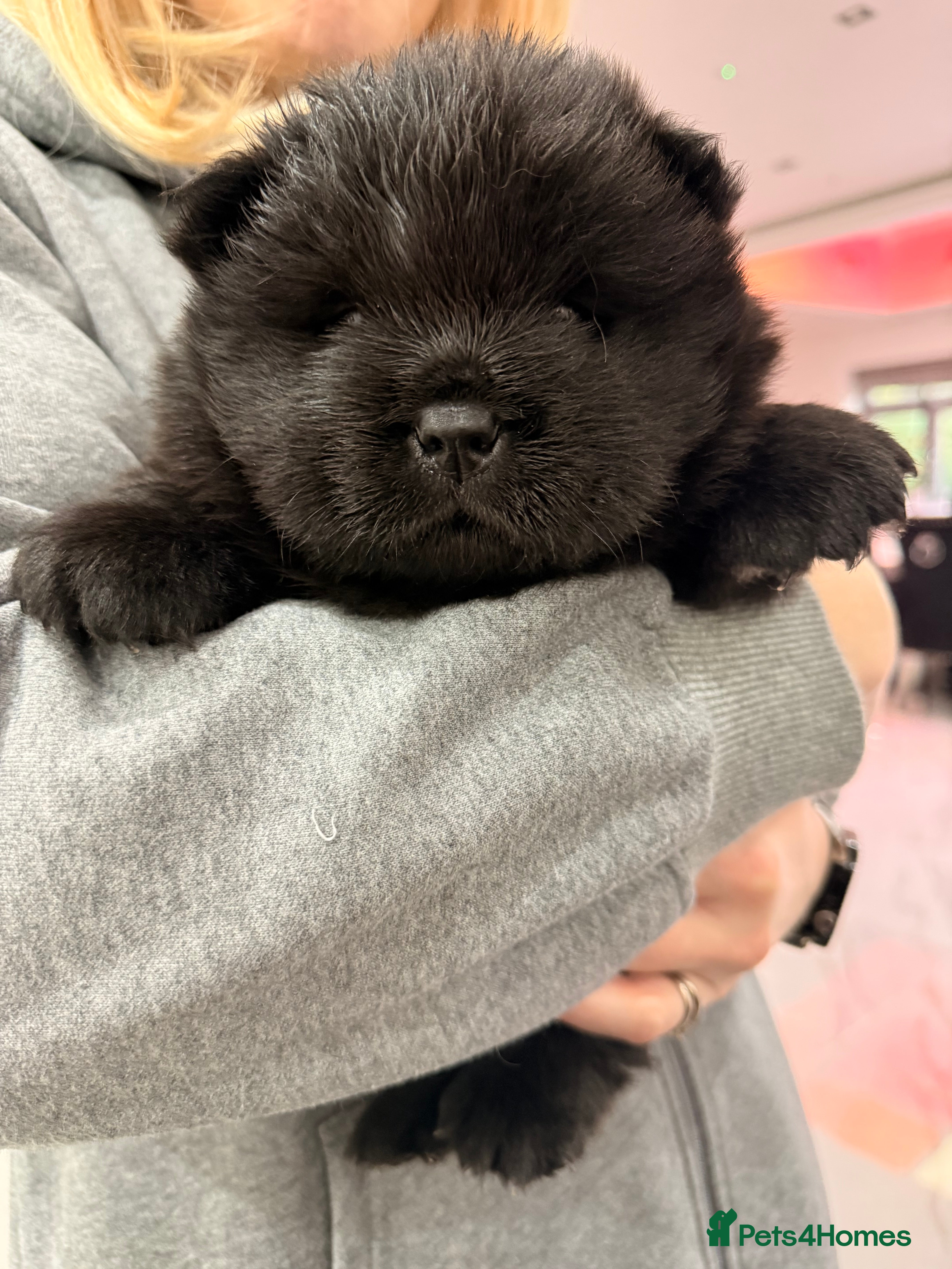 Chow Chow dogs 3 stunning black 🖤 baby Chow Chow’s - Advert 3