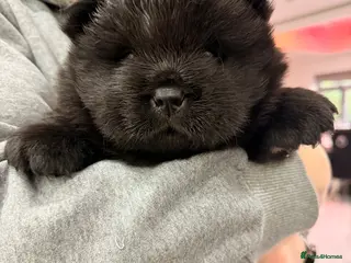 Chow Chow dogs 3 stunning black 🖤 baby Chow Chow’s - Advert 3
