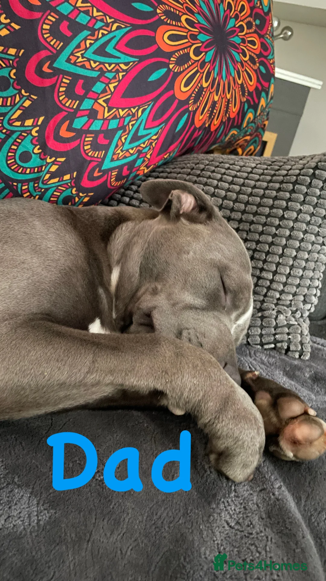 Staffordshire Bull Terrier dogs for sale: Staffordshire Bull Terrier Pups 💙🩷 - Advert 15