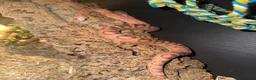 Corn Snake reptiles for sale: Female Scaleless Corn Snake  - Advert 1