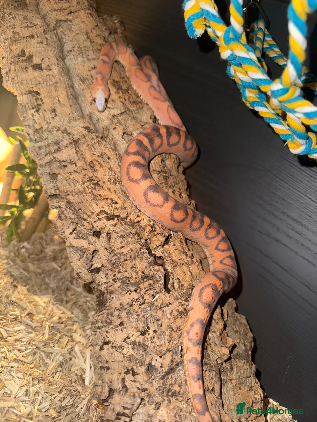 Corn Snake reptiles for sale: Female Scaleless Corn Snake  - Advert 1