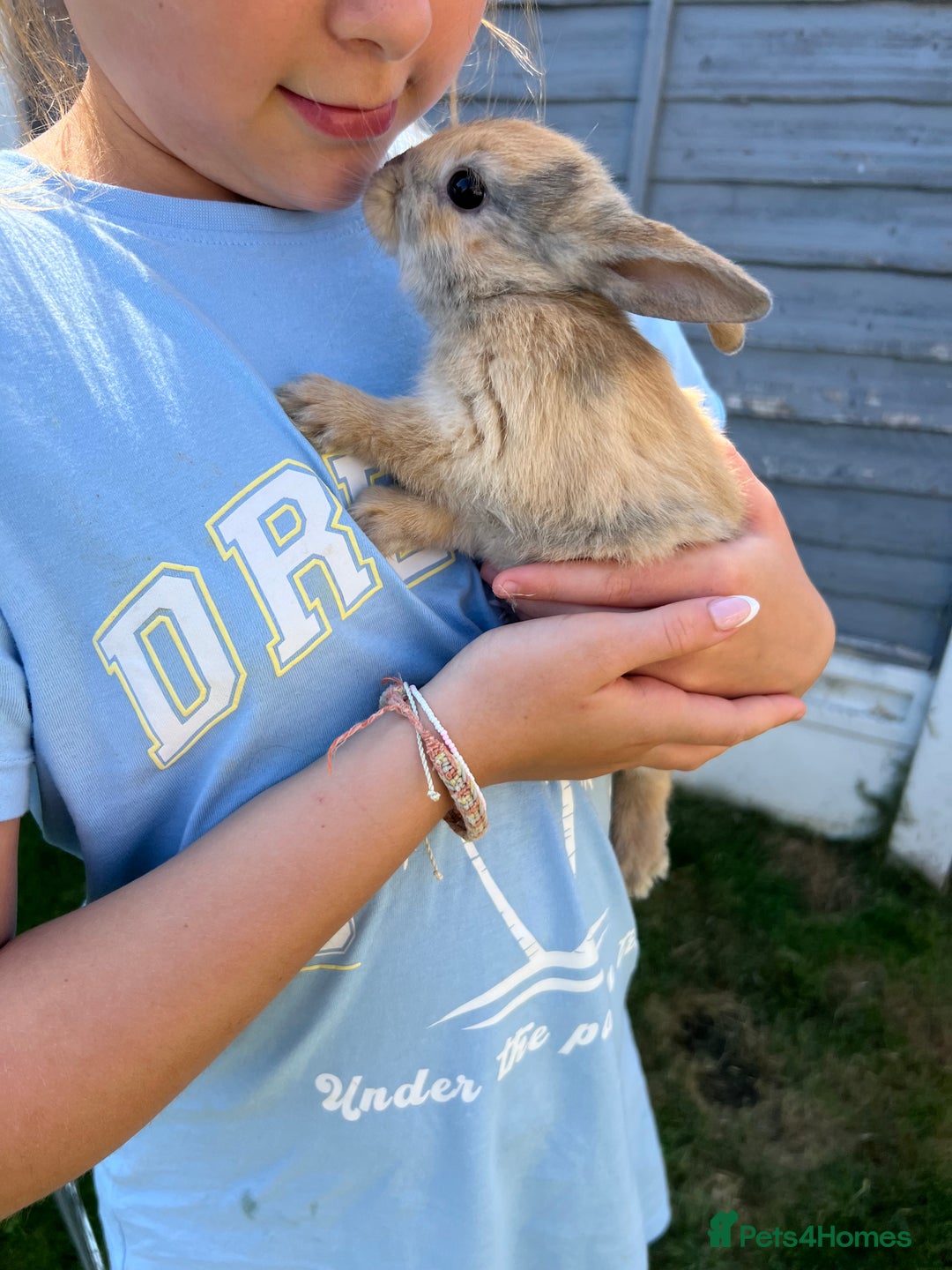 Mixed Breed rabbits for sale: Ready 3 beautiful lion head/English spot bunny’s  - Image 2