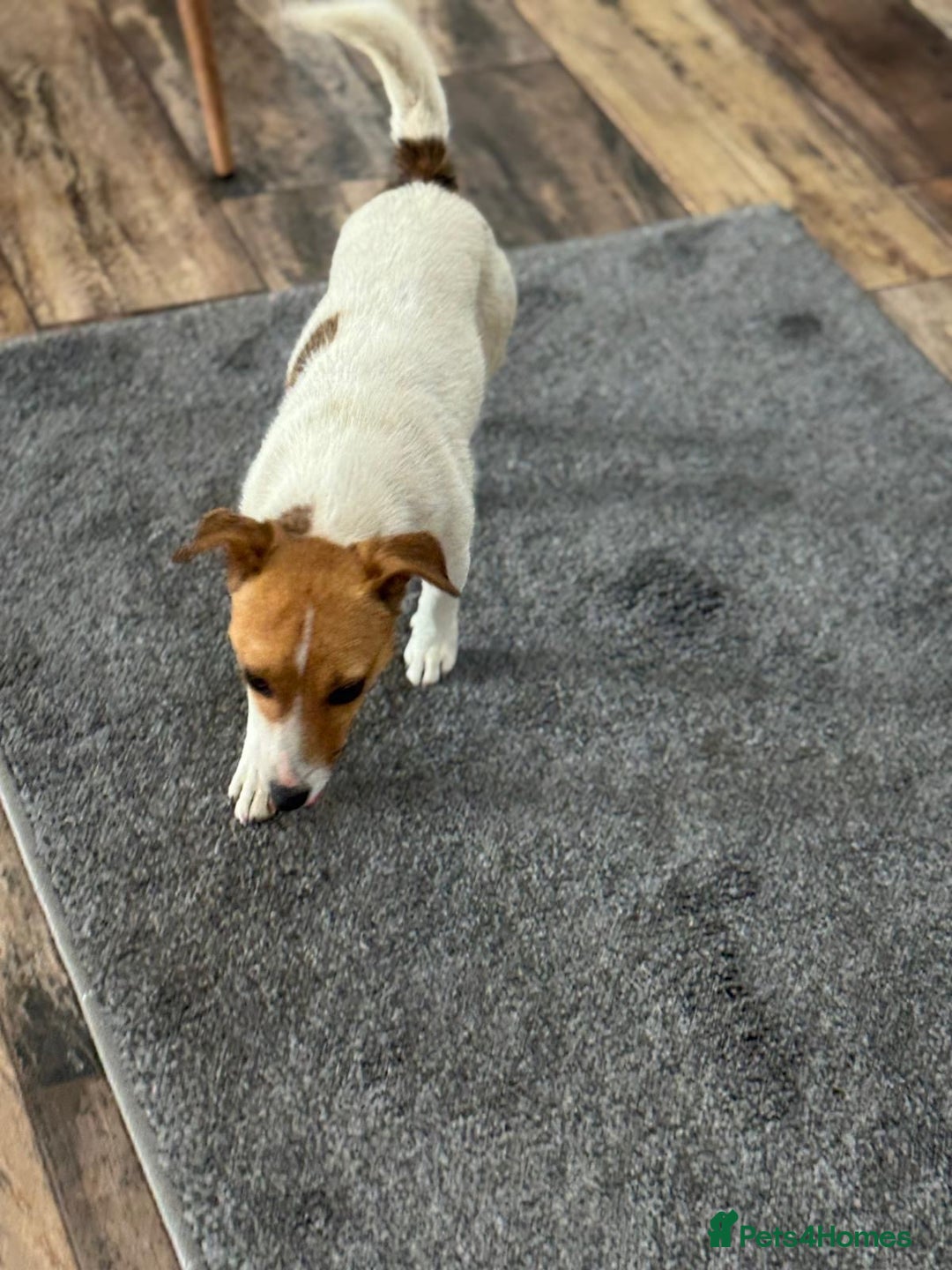 Jack Russell dogs for adoption: Sweet Jenni Looking for Love  - Image 6