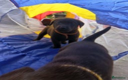 Labrador Retriever dogs for sale: Chunky Chocolate kc reg Labradors  - Image 7
