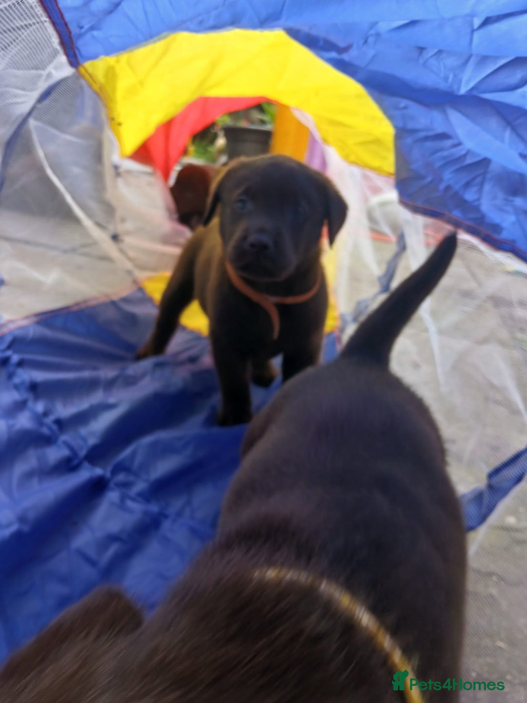 Labrador Retriever dogs for sale: Chunky Chocolate kc reg Labradors  - Image 7