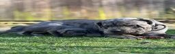 Mixed Breed dogs for sale: Neapolitan mastiff x cane corso pup - Advert 10