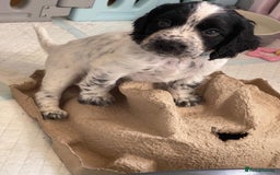 Cocker Spaniel dogs for sale: working cocker spaniel puppies for sale - Image 14