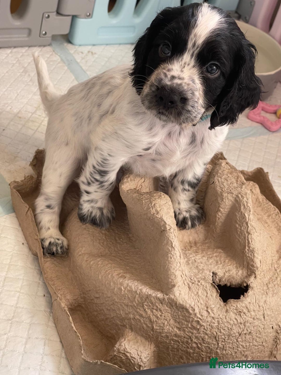 Cocker Spaniel dogs for sale: working cocker spaniel puppies for sale - Image 14